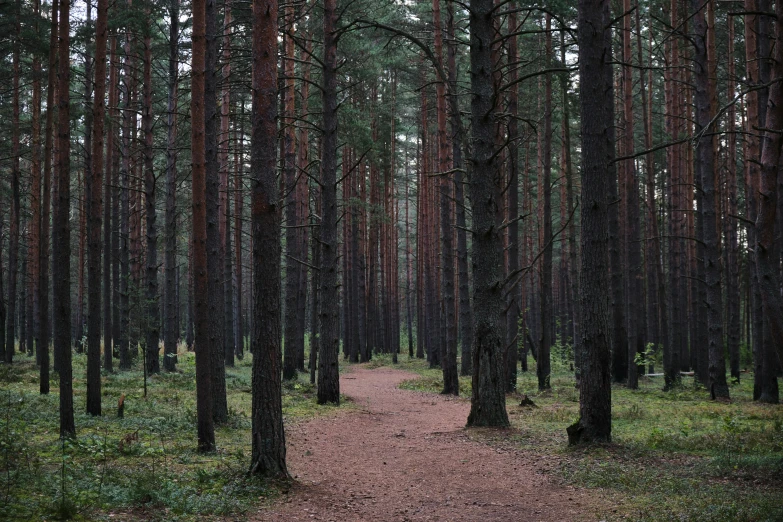 there is a pathway in the woods leading to trees