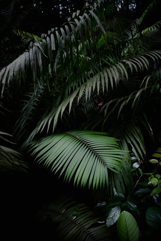 green leaves with long thin, thin ridges on them