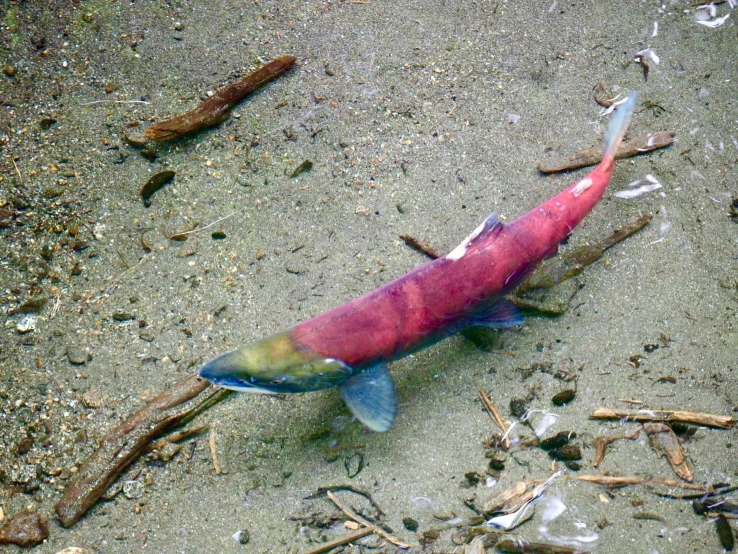 an image of an animal that is floating on the sand