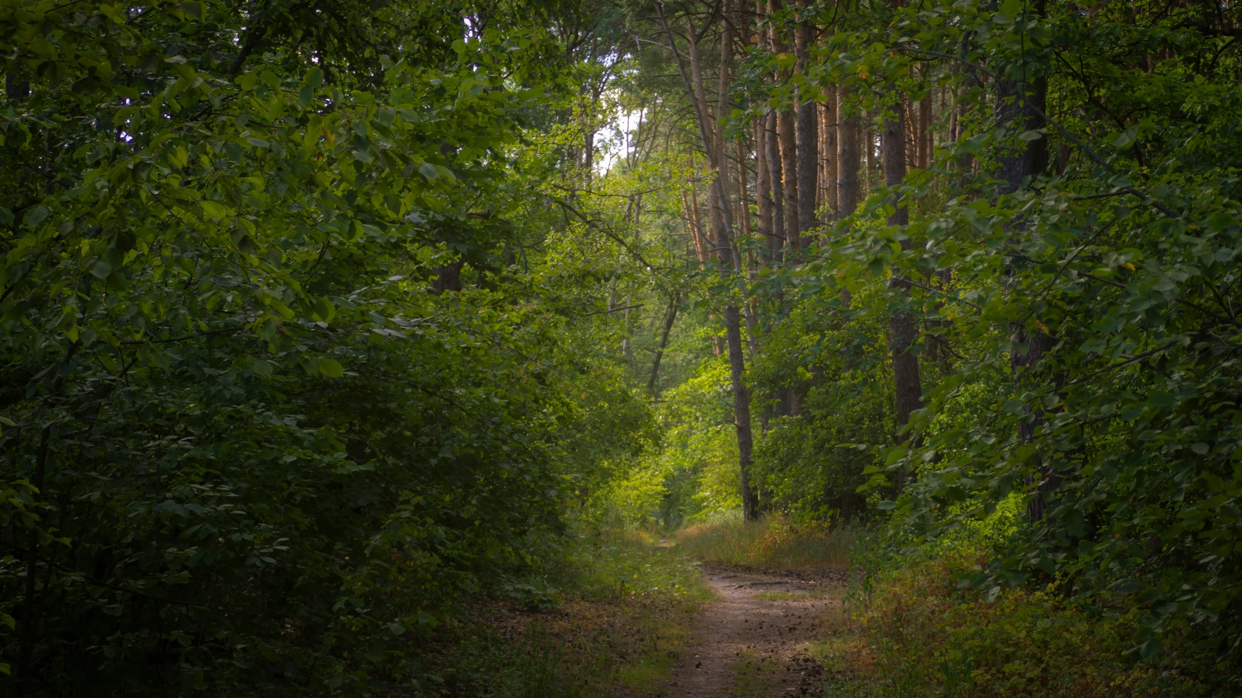 the trail in the forest is blocked by trees