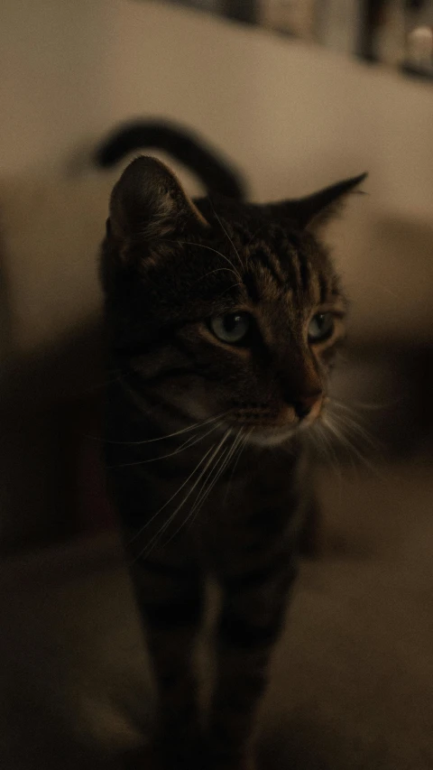 a small cat walking across a floor near a chair