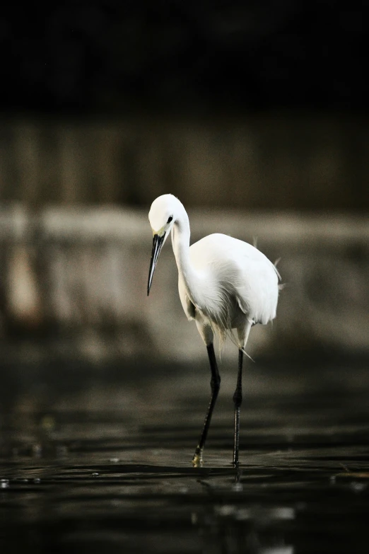 the large bird is standing on the water