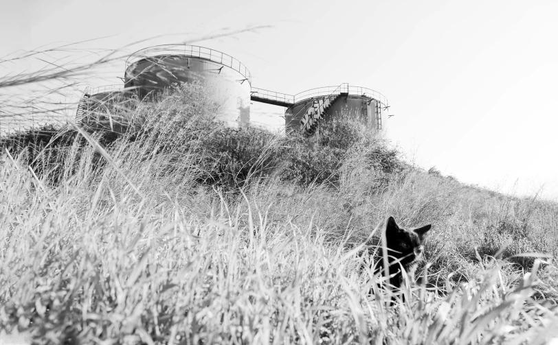 black and white pograph of a cat by a grain mill