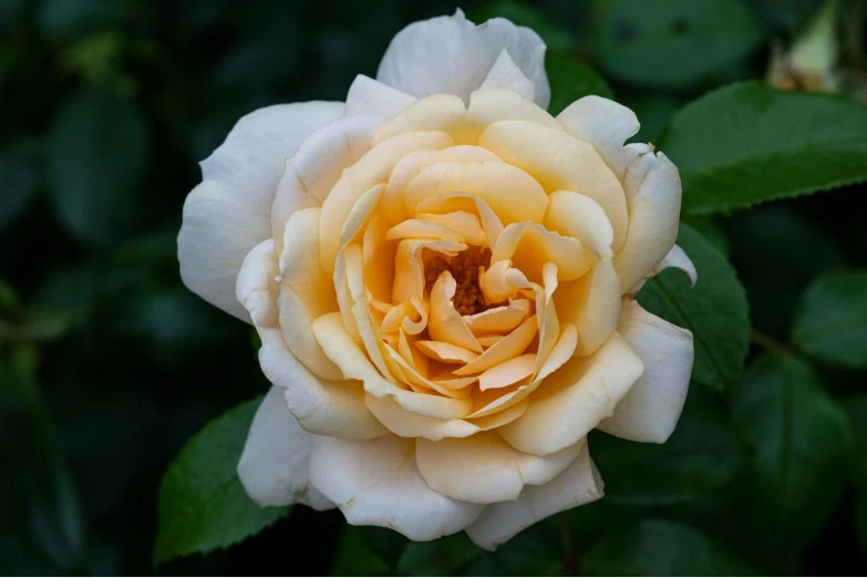 a single yellow rose sits in front of green leaves