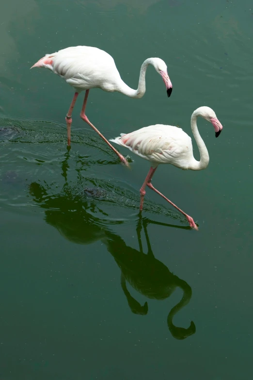 the two flamingos are standing in the water