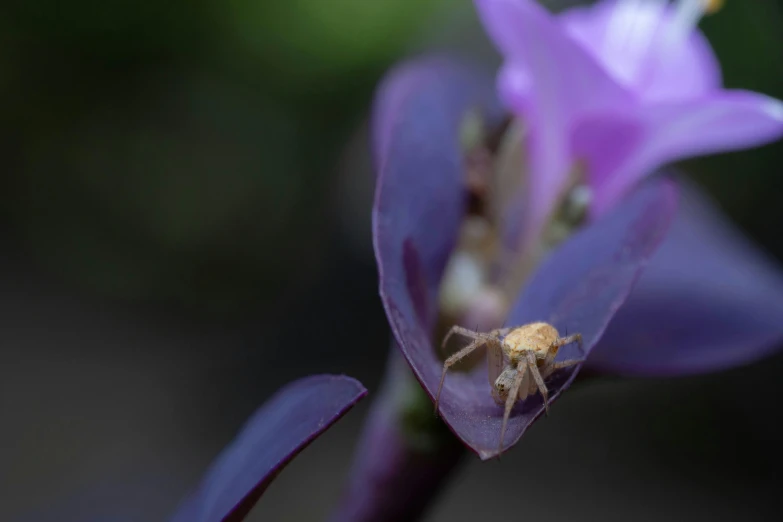 the spider is sitting on top of a purple flower