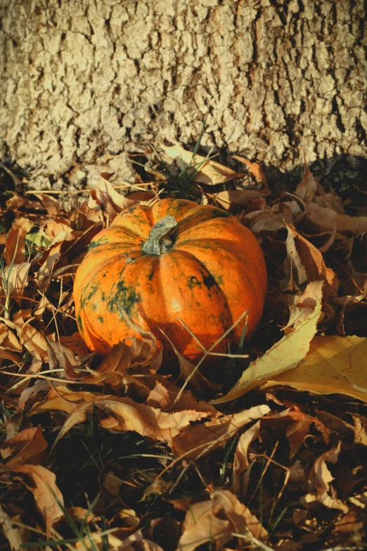 two pumpkins laying on the ground in front of a tree