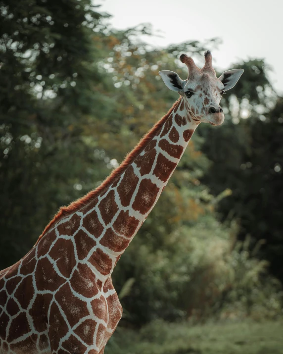 a tall giraffe looking up with trees in the background