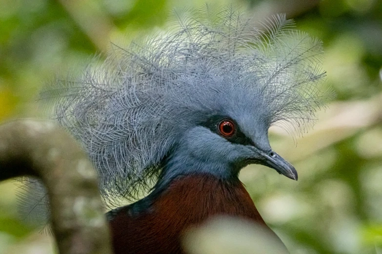 a close - up of a blue heron bird