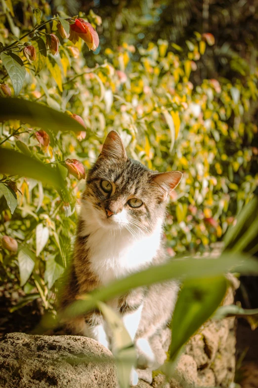 a small kitten is standing in the bushes