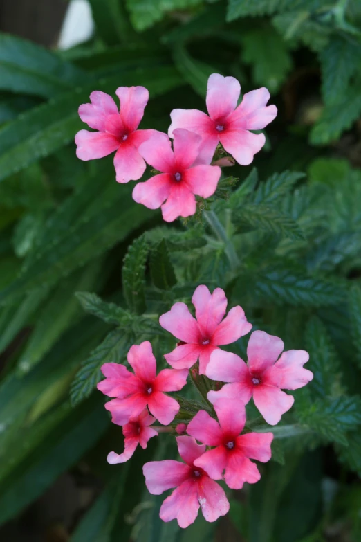 pink flowers are surrounded by green leaves