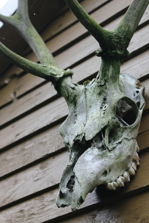 a deer skull on the side of a building