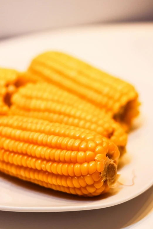 corn sitting on top of a white plate