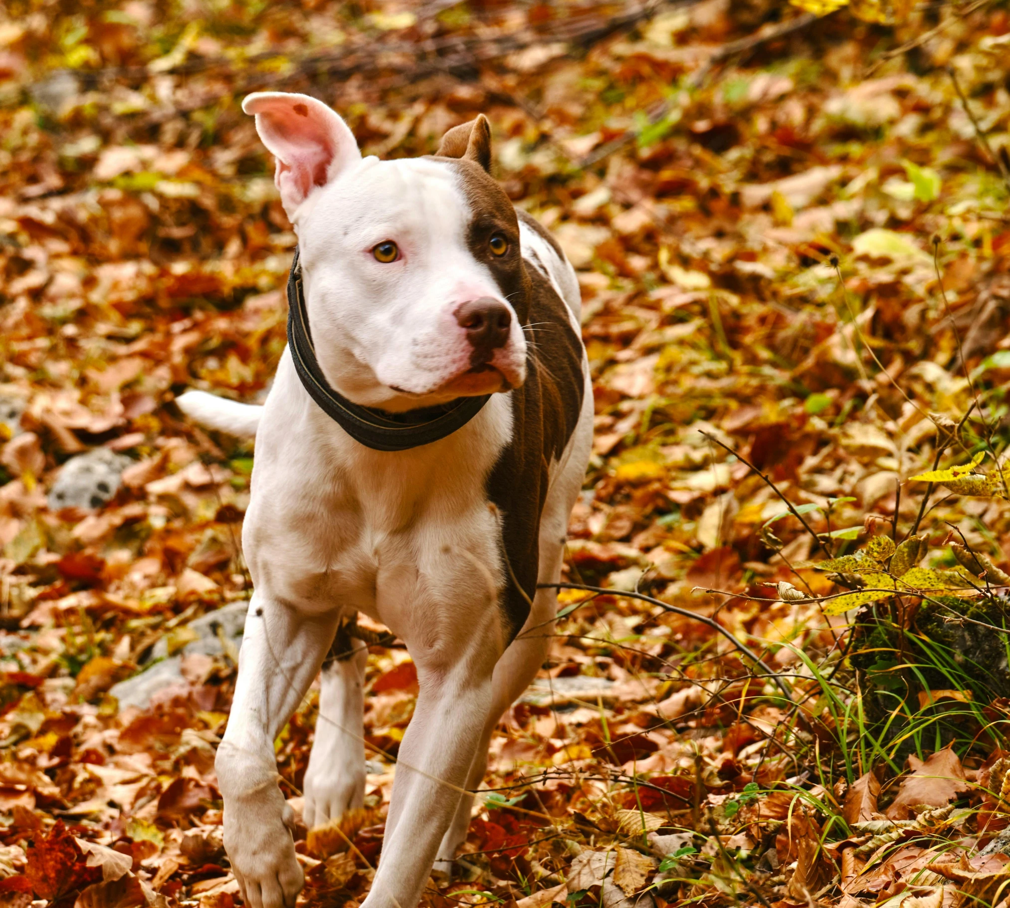 the dog is running in the woods with leaves