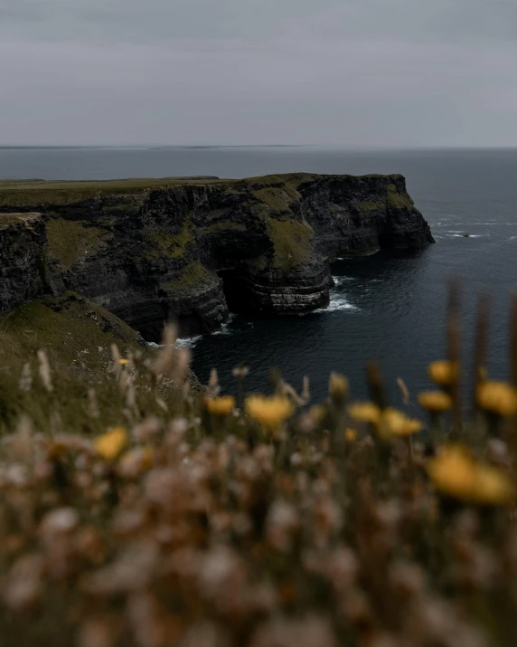 a group of birds standing on top of a cliff