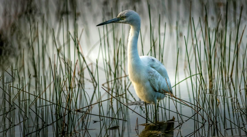an adult crane walking in the water among tall grass