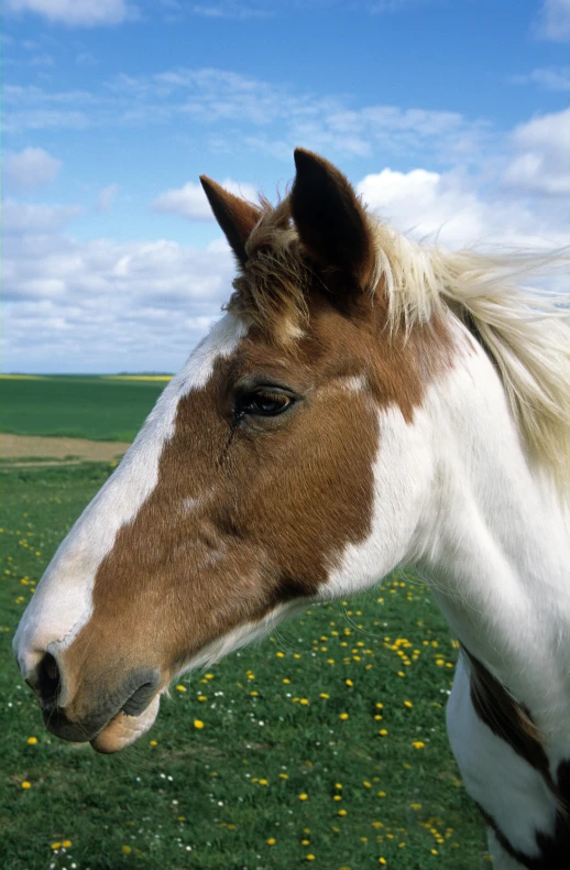 the head of a horse is shown in a meadow