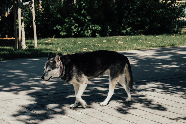 dog walking on brick sidewalk in front of a bush