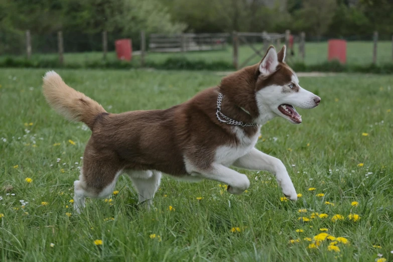 a brown and white dog is running through a field