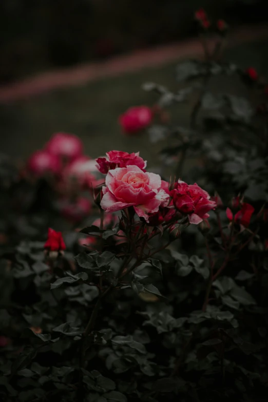 a small flower growing in a very dark garden