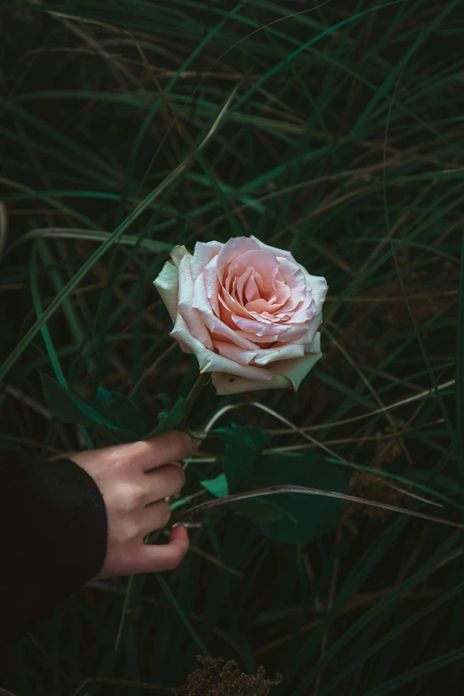 a pink rose with the hand of a person nearby