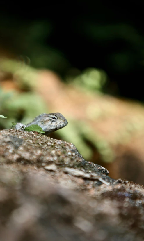 the lizard is looking for food to eat