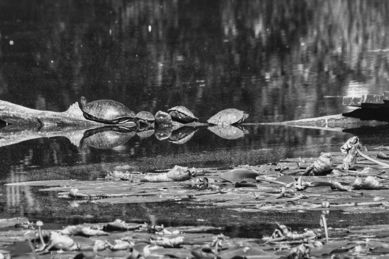 several turtles swimming in the water of the lake