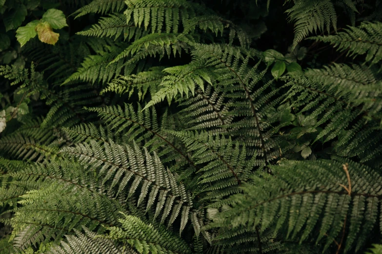 a close up of the leaves of an evergreen tree