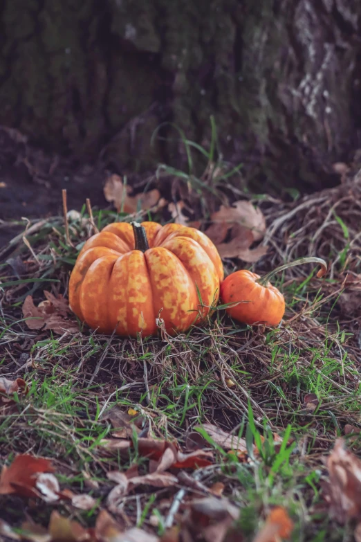 a small pumpkin that is laying down in the grass