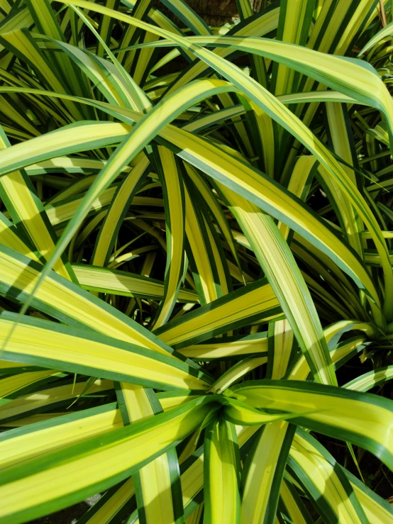 a very large leafy plant with green leaves