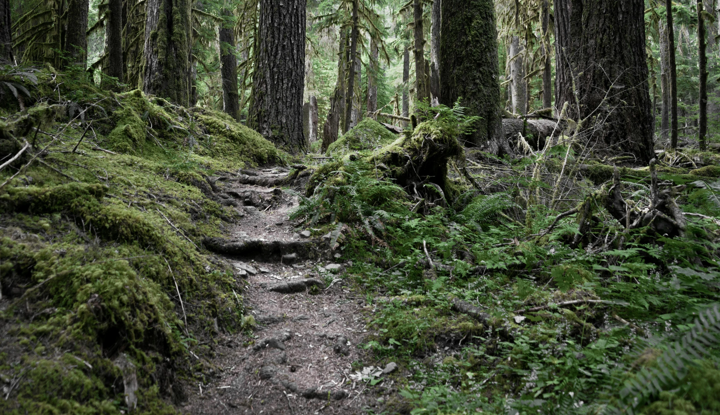 a trail surrounded by trees that are covered in green moss