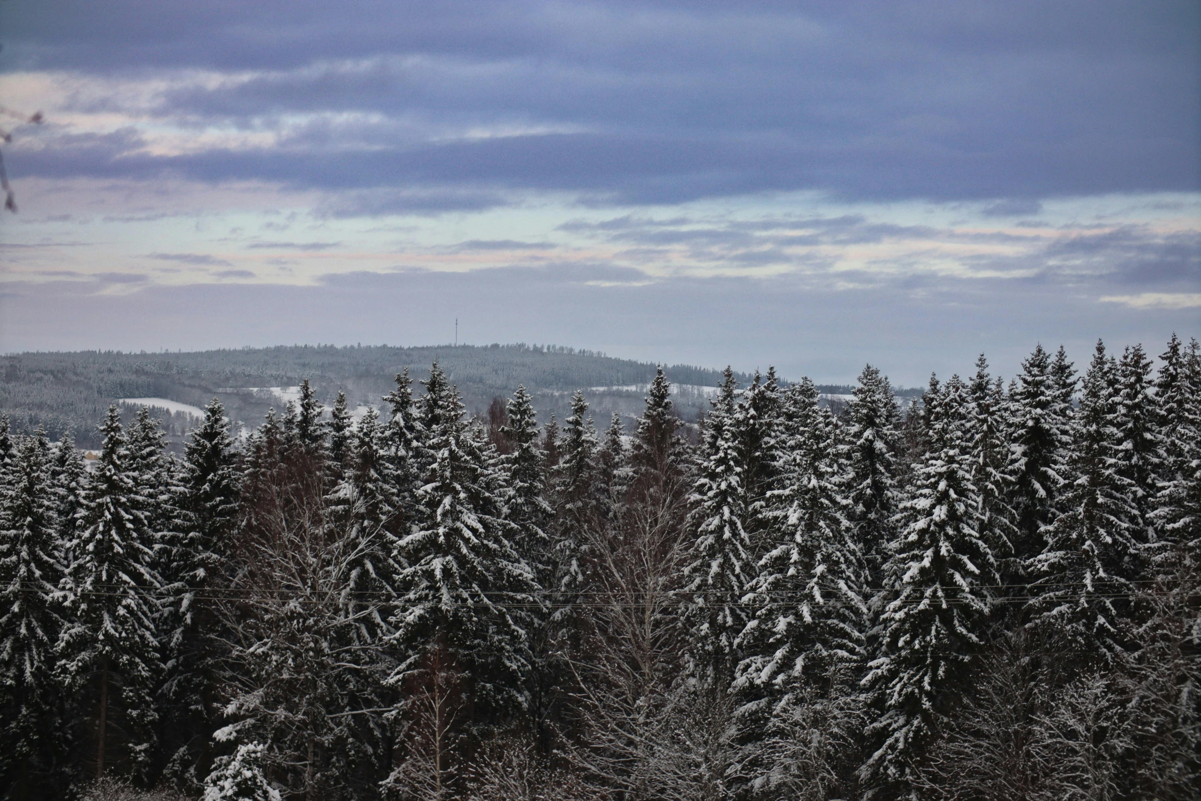 a view over a pine forest from the top of a hill