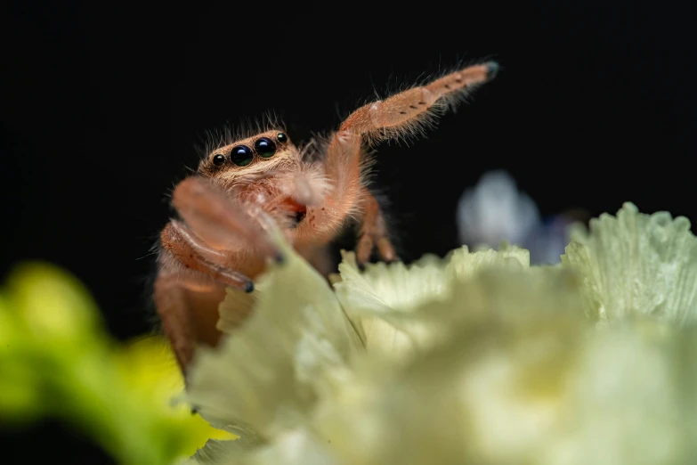 a brown and black insect on some flowers