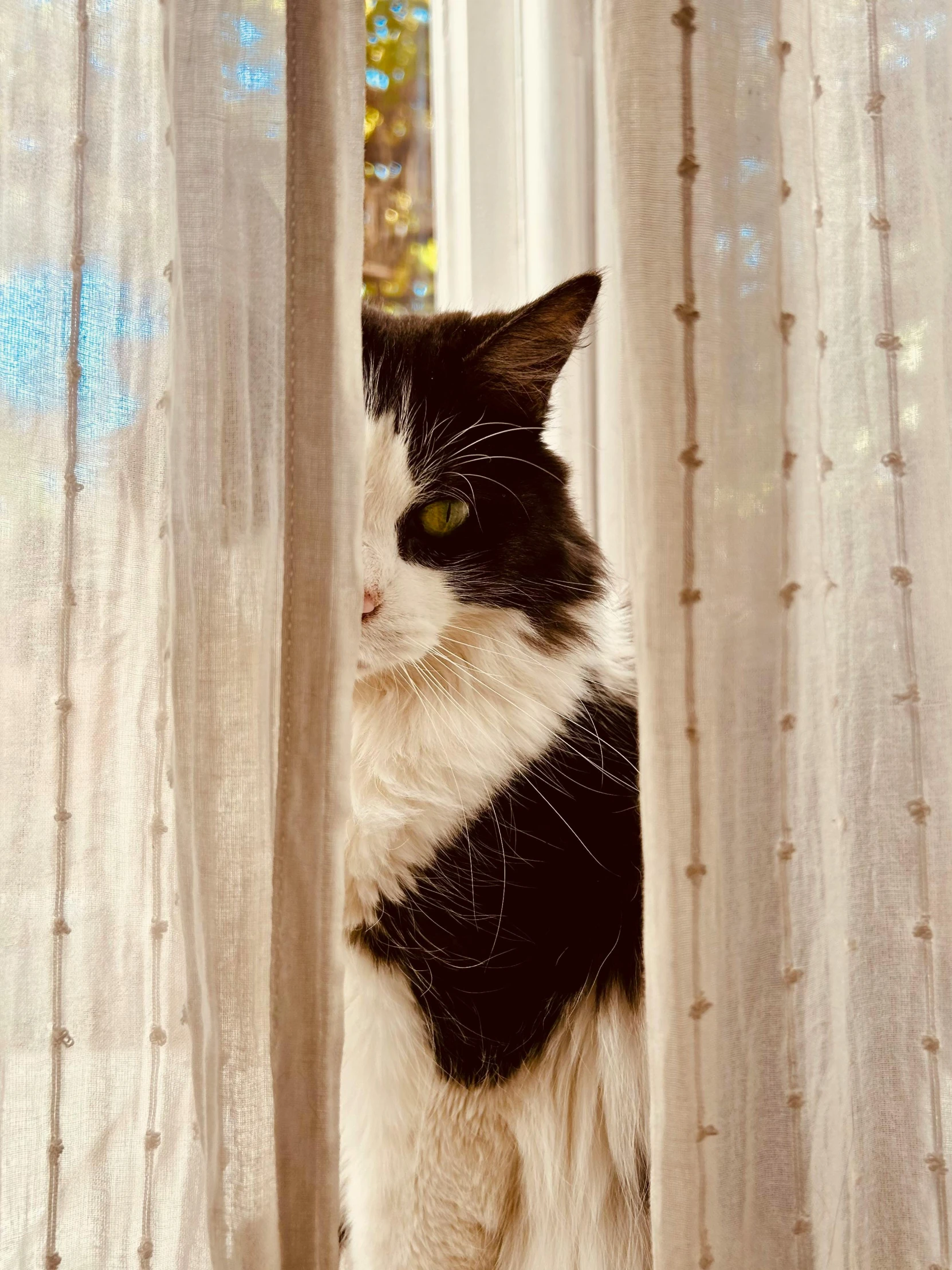 a cat sitting near some curtains looking at soing