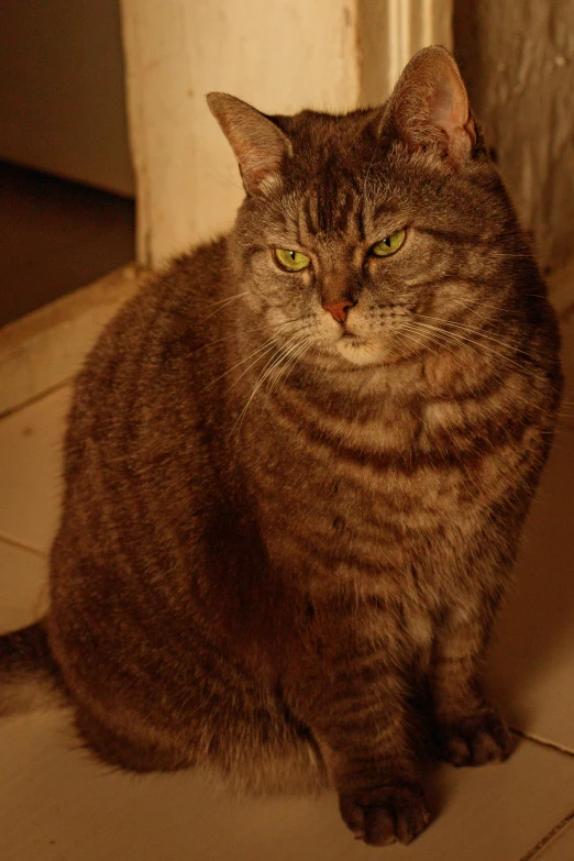 a tabby cat looking to the left in front of a doorway