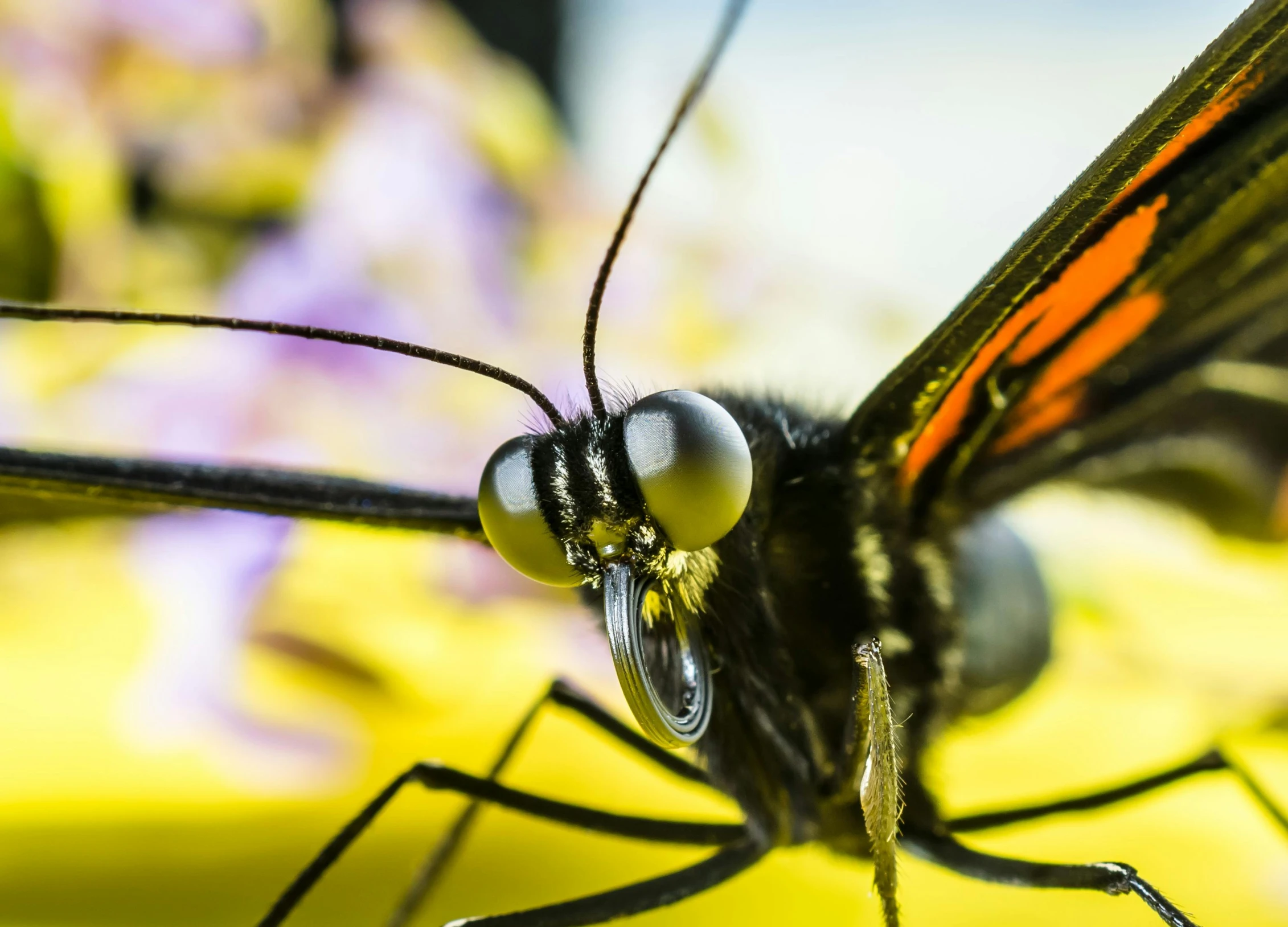 a yellow and black erfly with black wings and dots