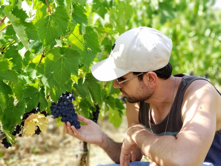 a man picking gs from a vine at the vineyard