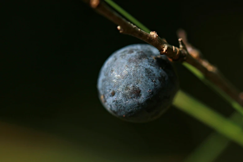 a close - up view of a berry hanging on a tree nch