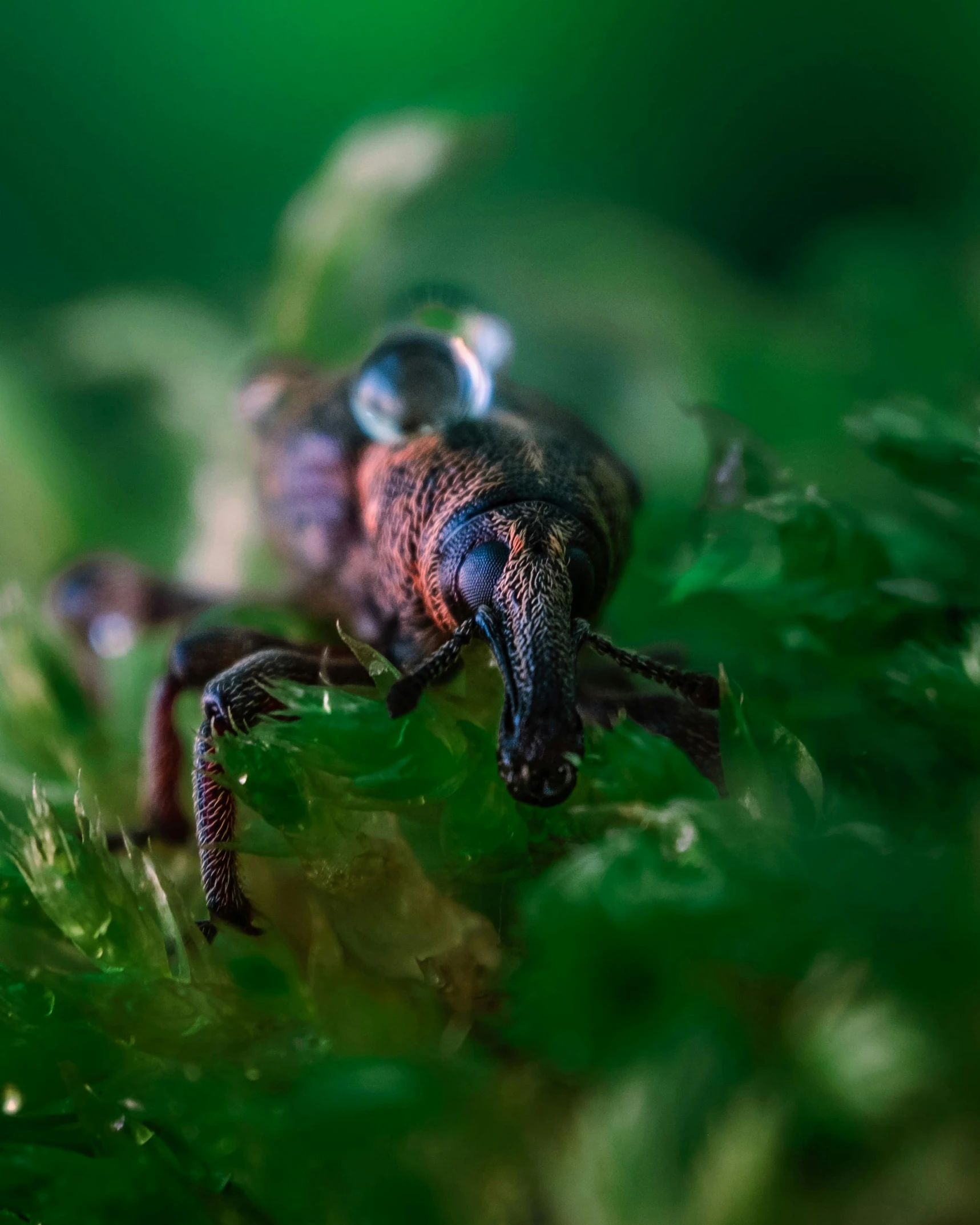 a bug that is in some green plants