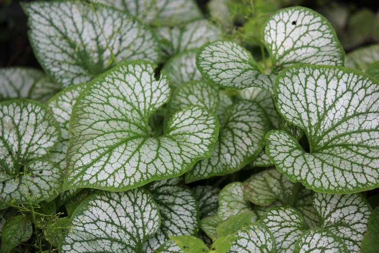 some green and white plants with green leaves