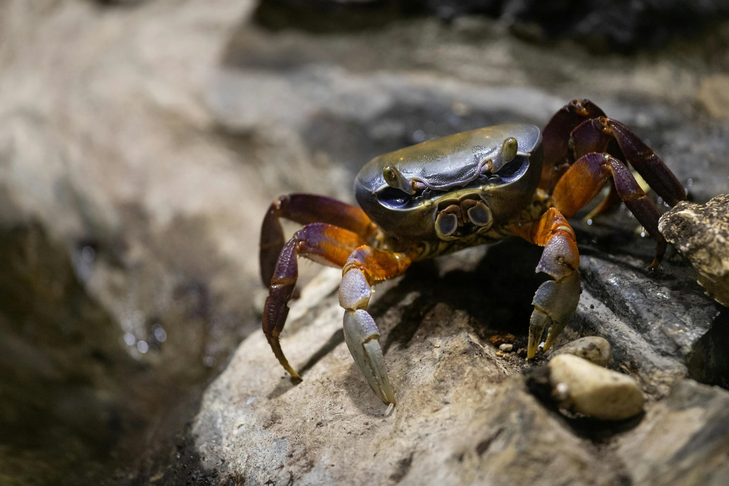 a large crab sitting on top of a rock