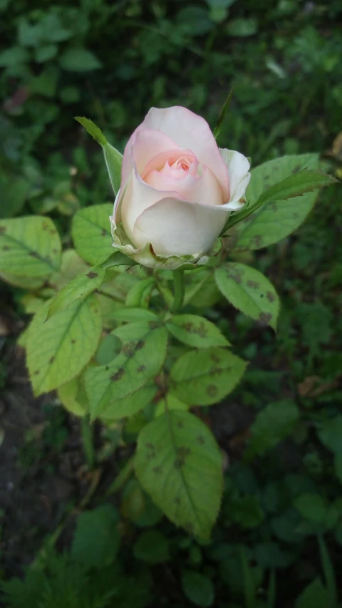 a single white rose is blooming in the yard