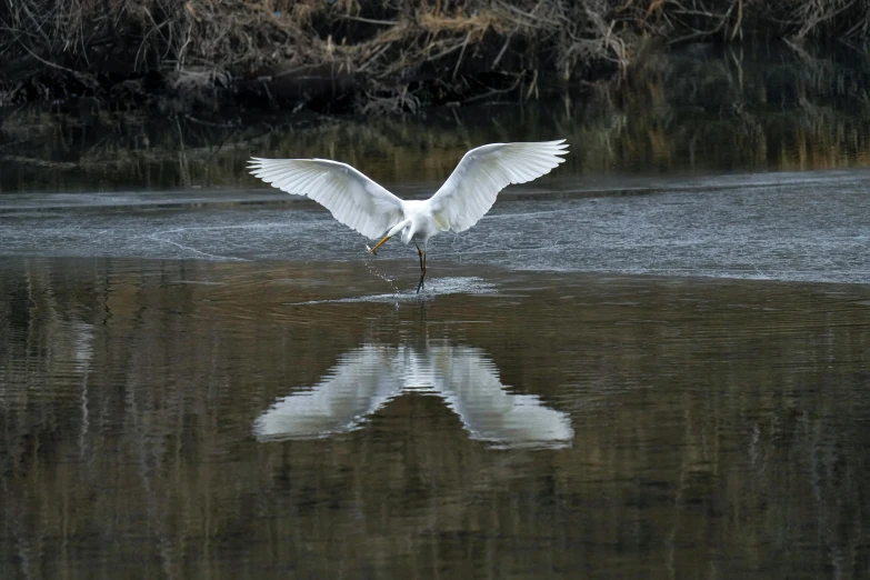 a white bird landing on the shore of a body of water