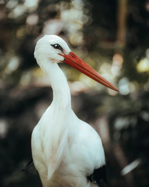 the large bird is standing alone by himself