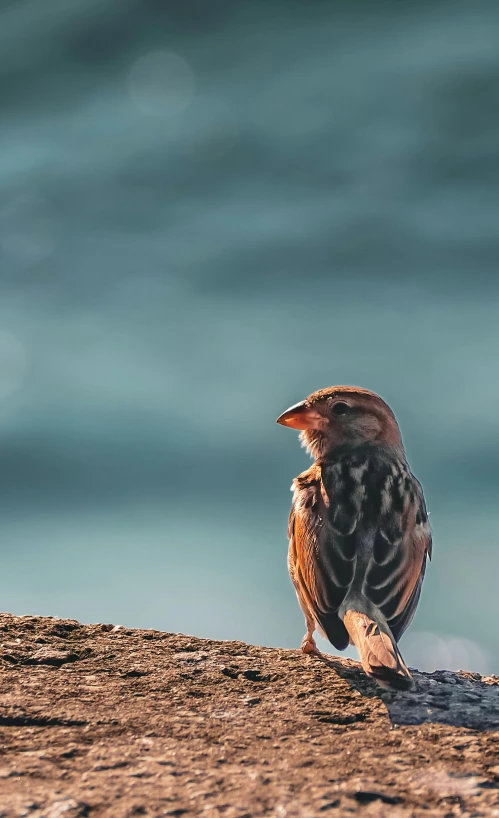 this bird is perched on the beach shore