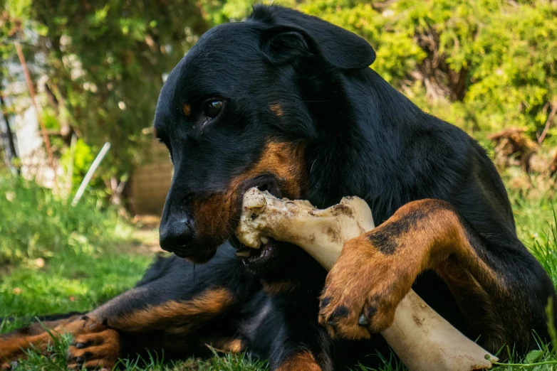 a black and brown dog holding soing in its mouth