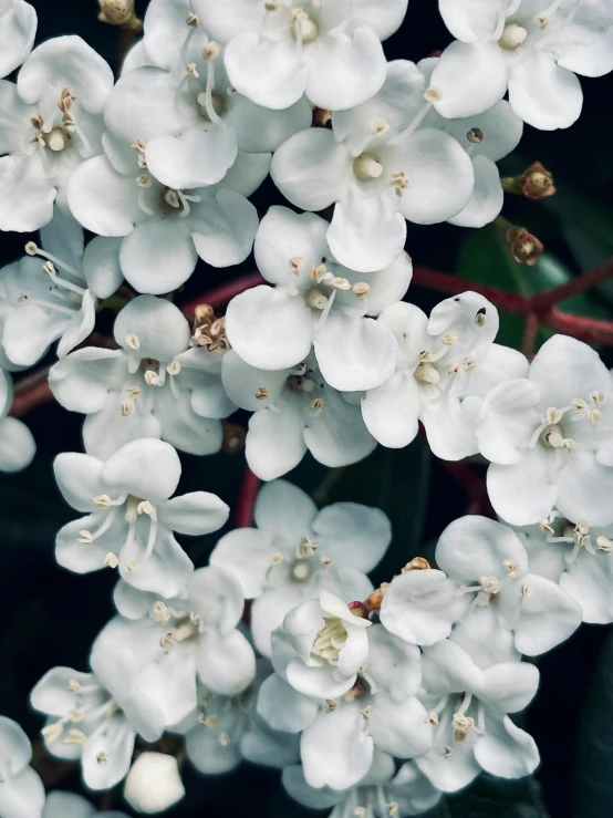 an image of a flower on a nch