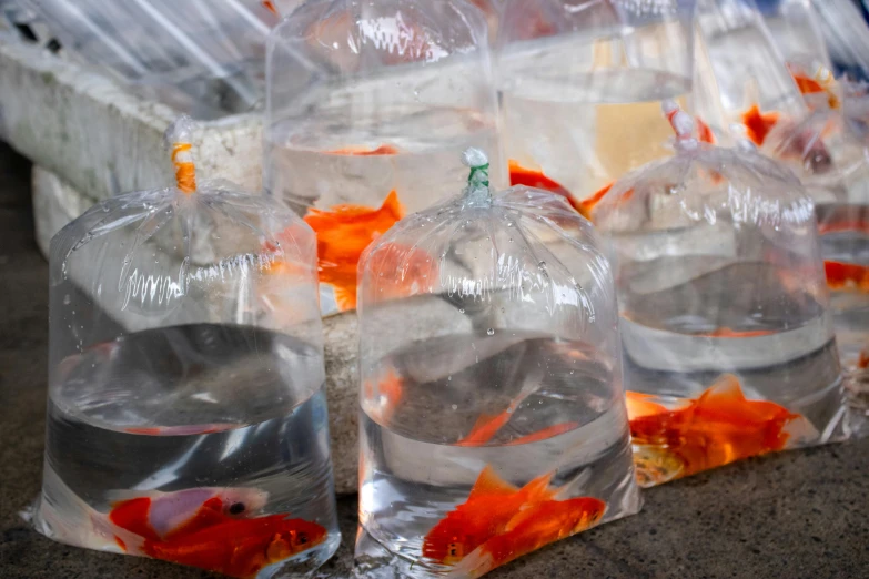 there are small bags of fish inside of a crate