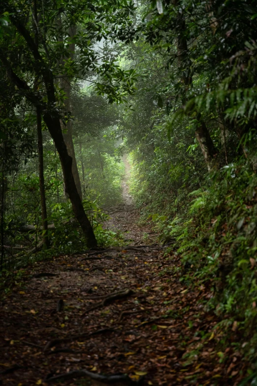 the path leading into a jungle with no one on it