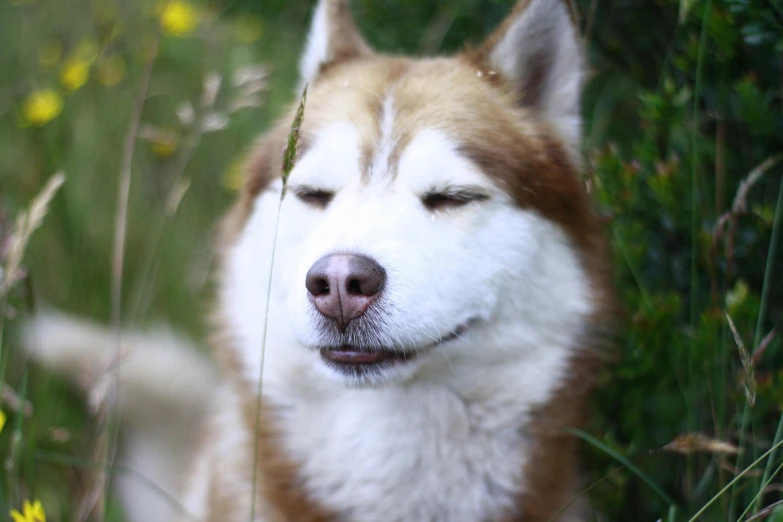 a close up of a dog with his eyes closed